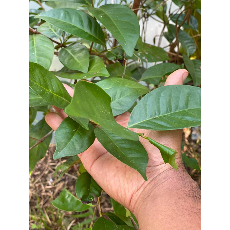 

Daun salam segar langsung petik kebun sendiri