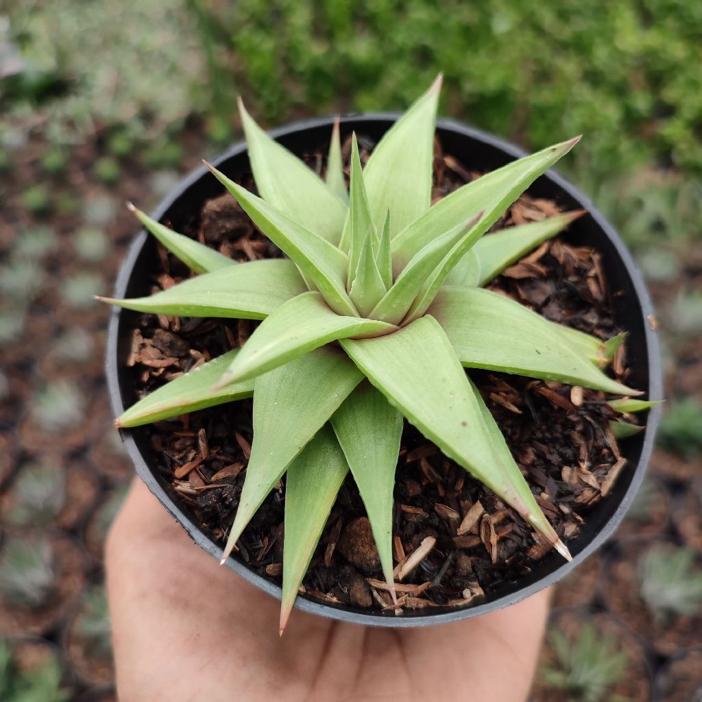 Haworthia Limifolia Ubomboensis | DP 10cm