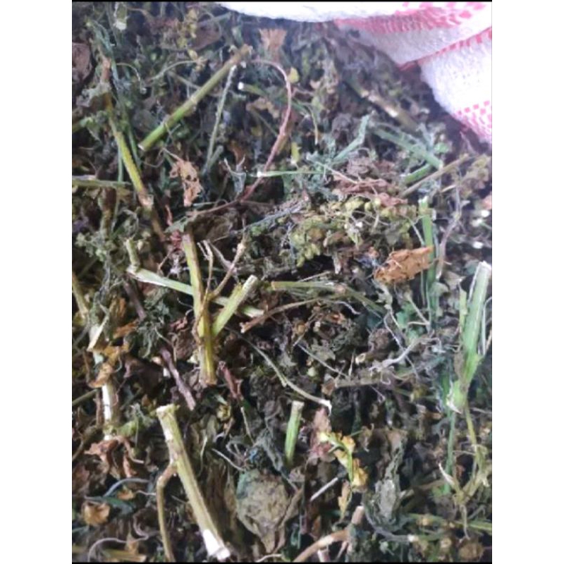 

Herba Anting-anting kering 500gram