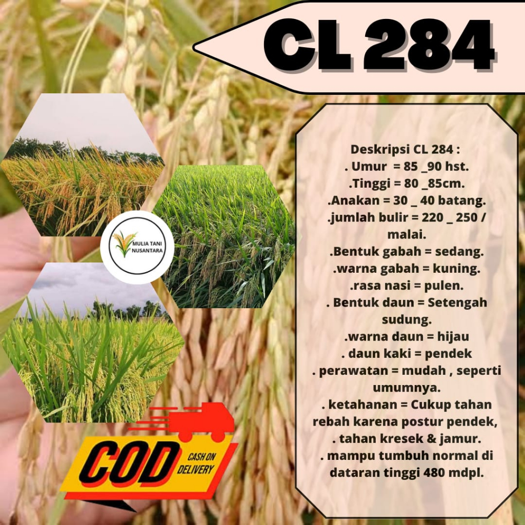 Benih Padi Unggul CL 284 5kg / Bibit Benih padi CL 284 Kemasan 5 Kg Terlaris