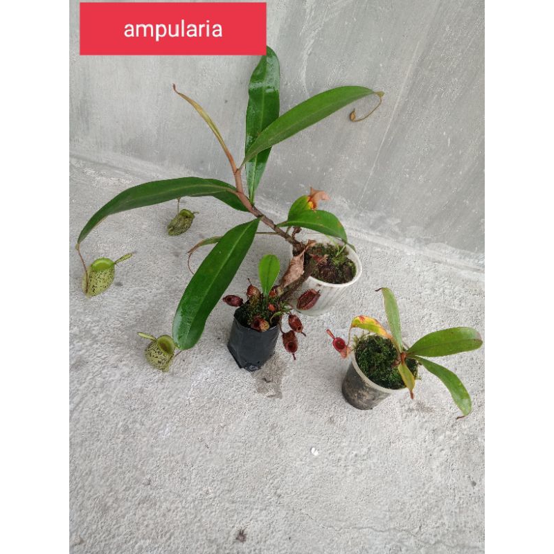 nepenthes campuran 3 plant id ampularia, bicalcarata, dan raffelisiana