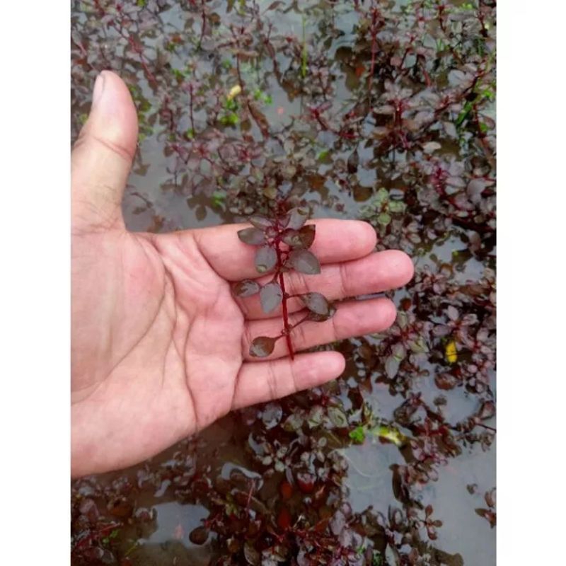 ludwigia sp red mini