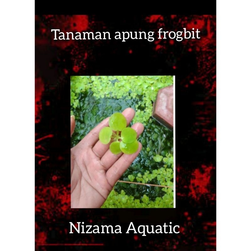 Tanaman air amazon frogbit/Frogbit amazon/Frogbit amazon/Tanaman apung/Hiasan kolam/Hiasan aquarium