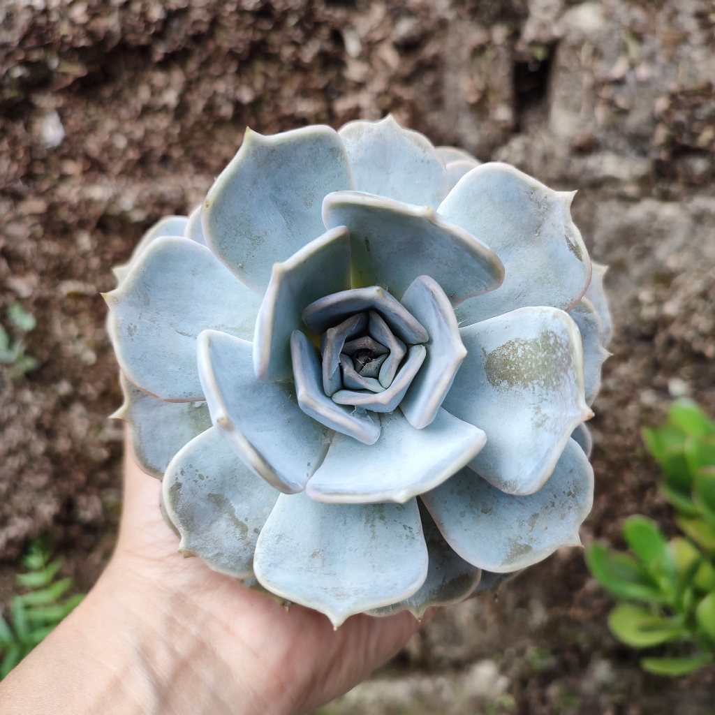 Echeveria Lilacina | D 10 Cm |  Sukulen