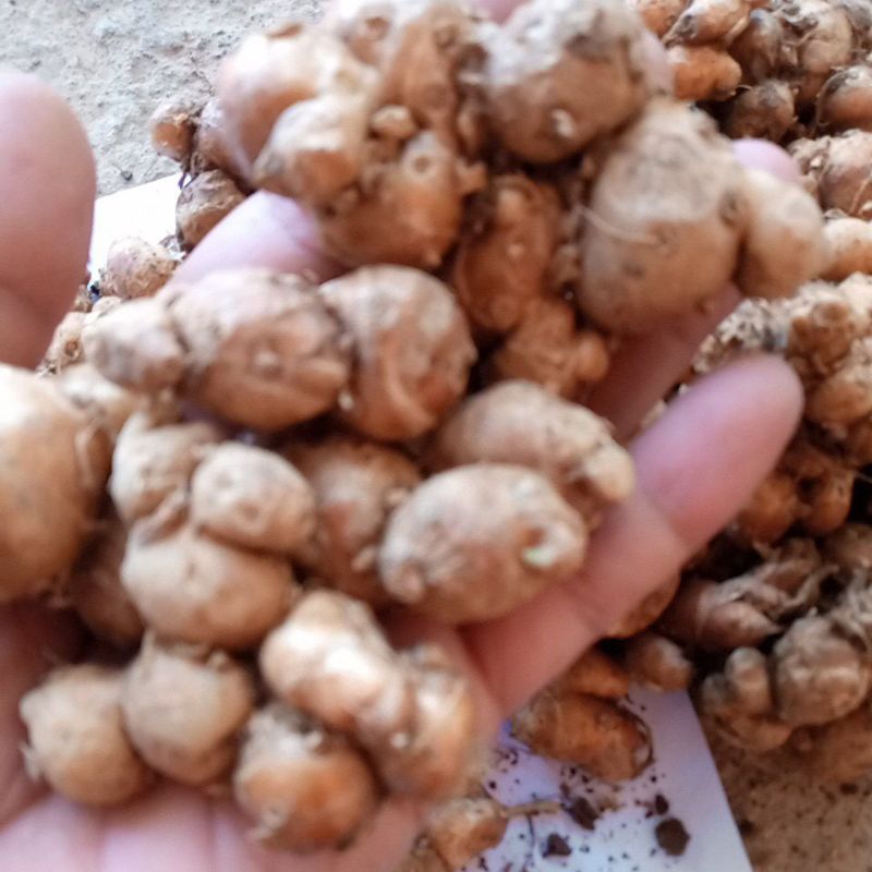 

Kencur segar 1 kg WONOGIRI