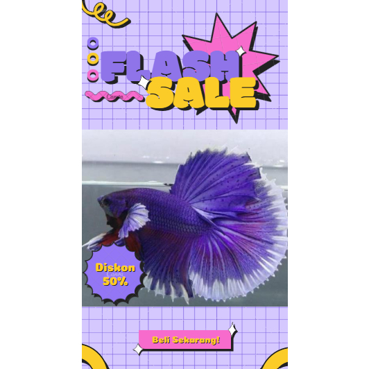 Cupang Halfmoon Slayer Bervariasi warna (Beli 5 Gratis 1)