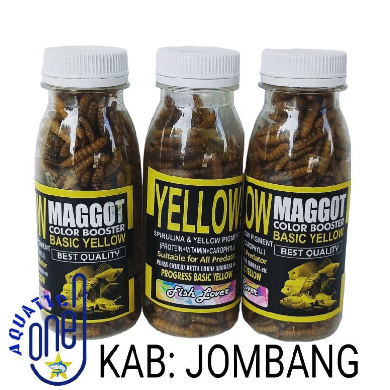 MAGGOT YELLOW BOTOLAN pakan ikan hias chana chiclid penambah warna kuning ikan