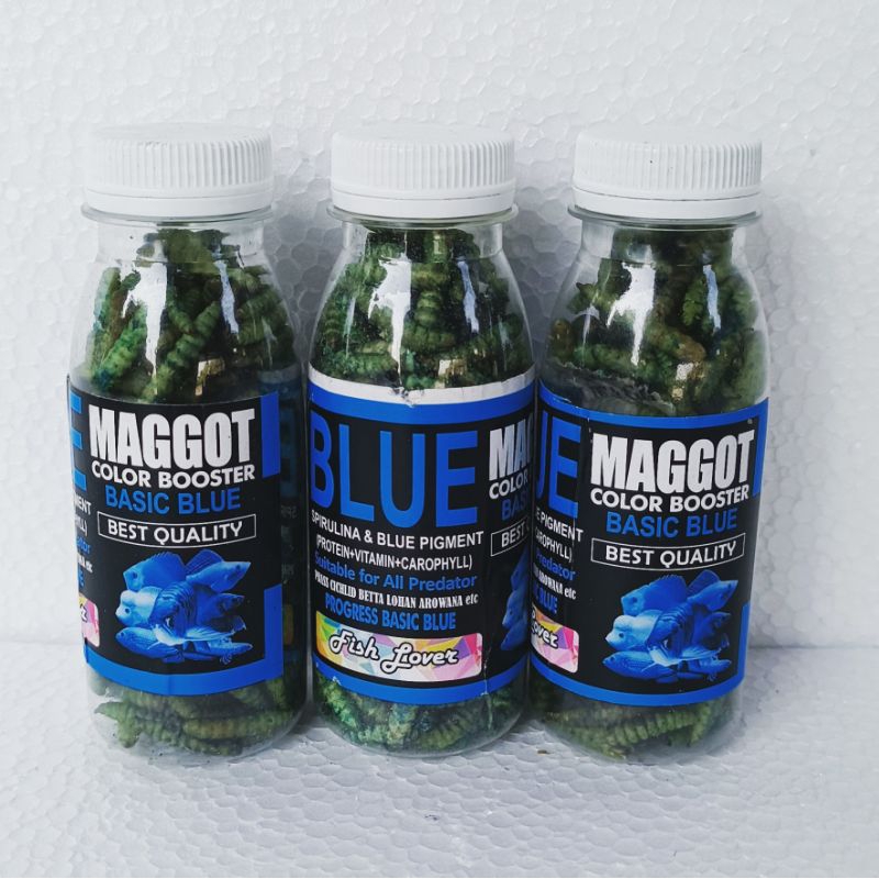 MAGGOT BLUE BOTOLAN pakan ikan hias aquarium chana  chiclid penambah warna biru ikan akuarium