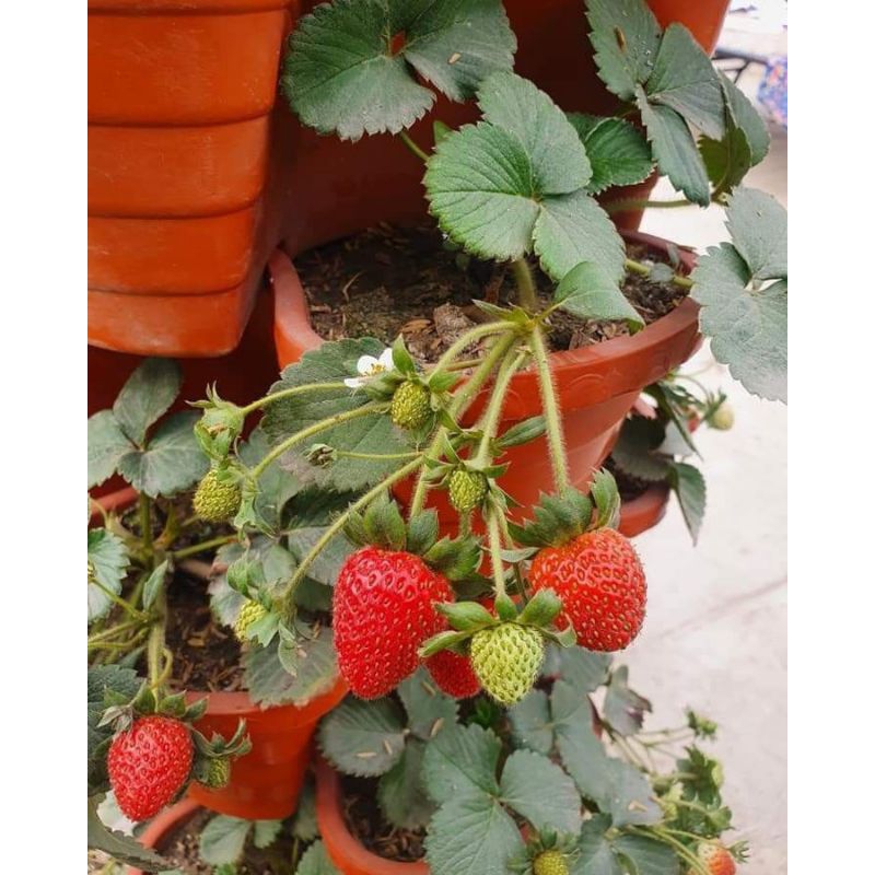 Bibit Tanaman Strawberry California Jumbo - Stroberi California