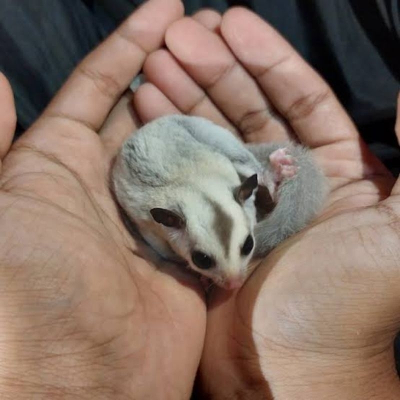 Sugar glider platinum