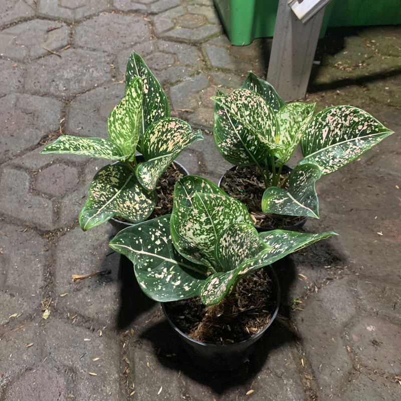 AGLONEMA SITI NURHALIZA