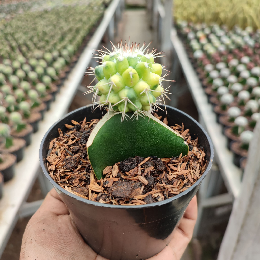 Grafting Mammillaria Durian Variegata | DP 10 Cm | Kaktus