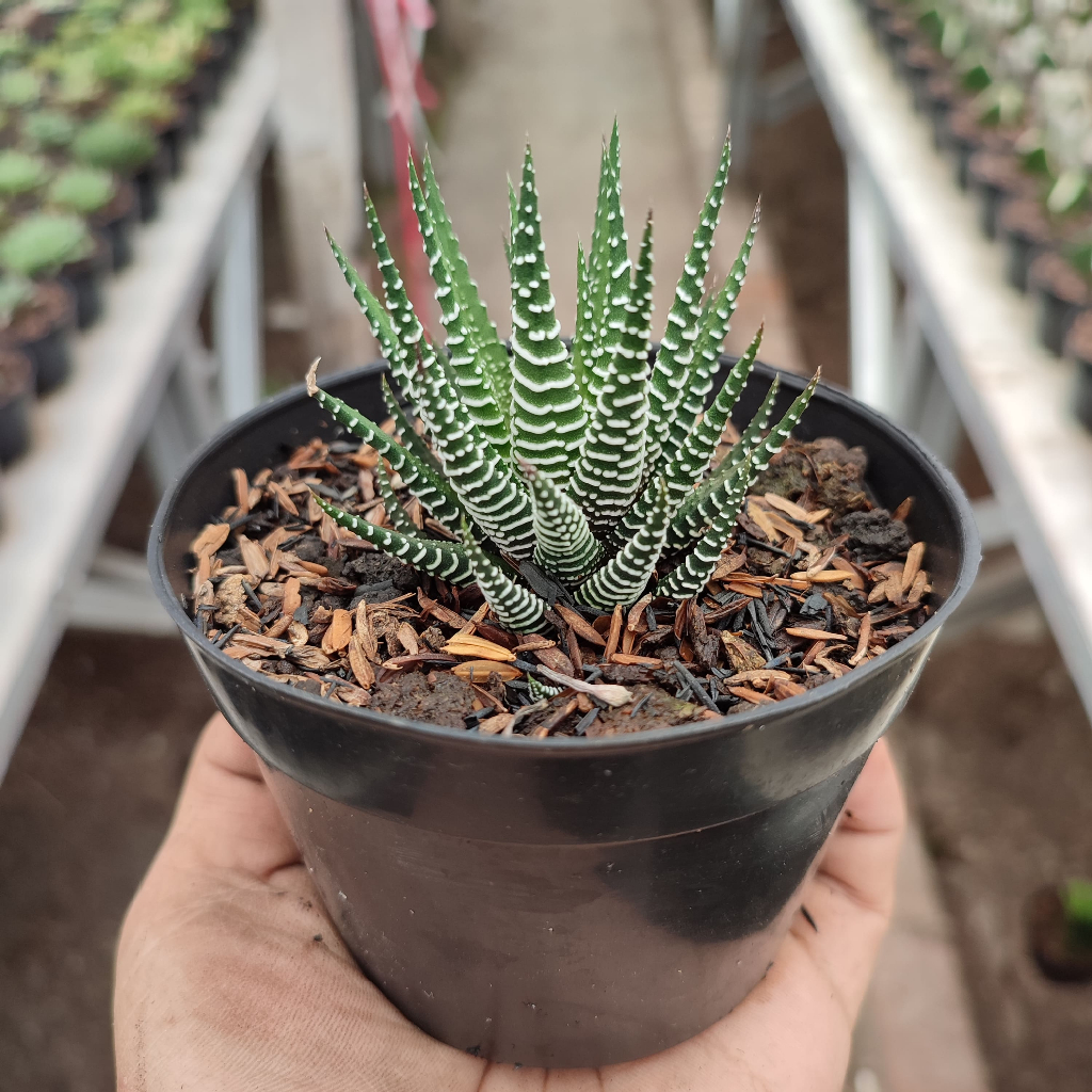 Haworthia Attenuata | DP 10 Cm | Haworthia