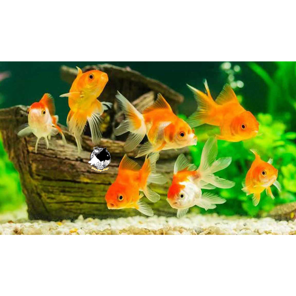 Hiasan Aquarium| Ikan Mas Koki Oranda Kecil