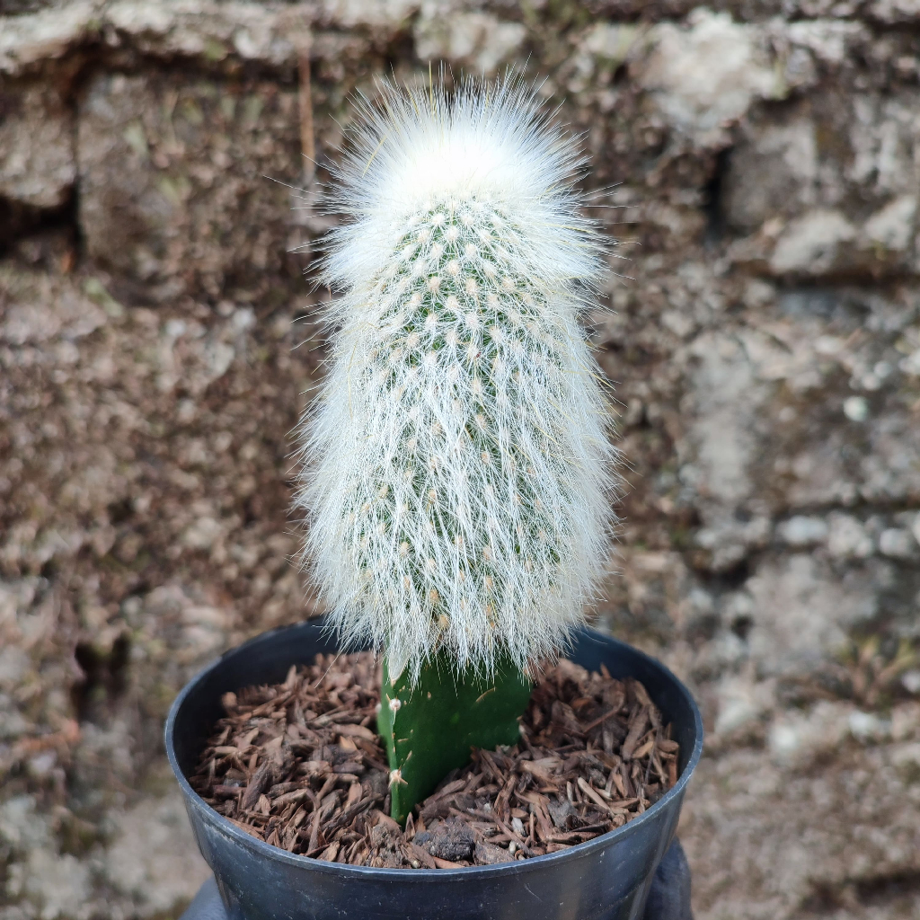 Grafting Cephalocereus Senilis (Old Man) | DP 10 Cm | Kaktus