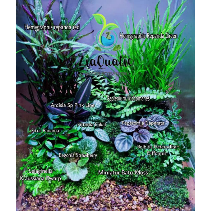 Paket Tanaman Terrarium Natural - Paludarium Indoorplant
