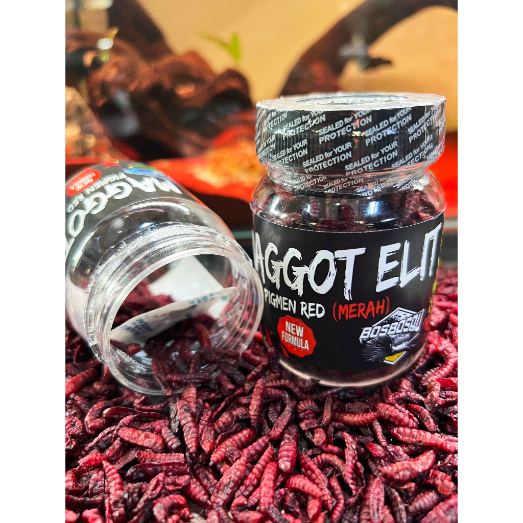 MAGGOT ELIT // PROGRES WARNA MERAH/ORANGE UNTUK KONTES (NEW FORMULA BY BOS BOS QU)