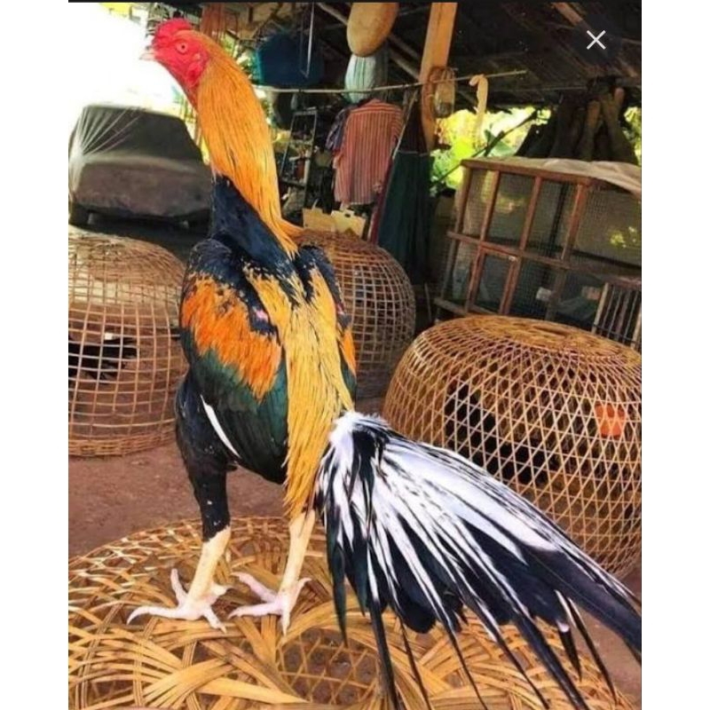 Telur ayam bangkok petarung untk di tetaskan