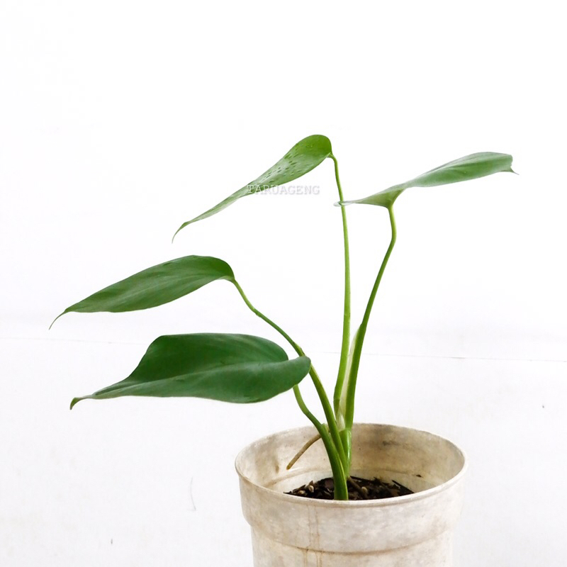 Real Pic •301 Monstera Marmorata 4 Daun var tipis