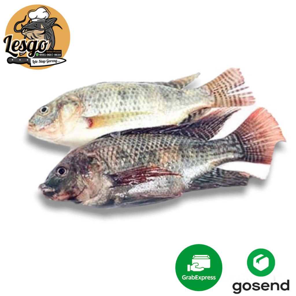 

Ikan Mujair Hidup Segar Fresh 500gr/1000gr FREE DIBERSIHKAN Lesgo99