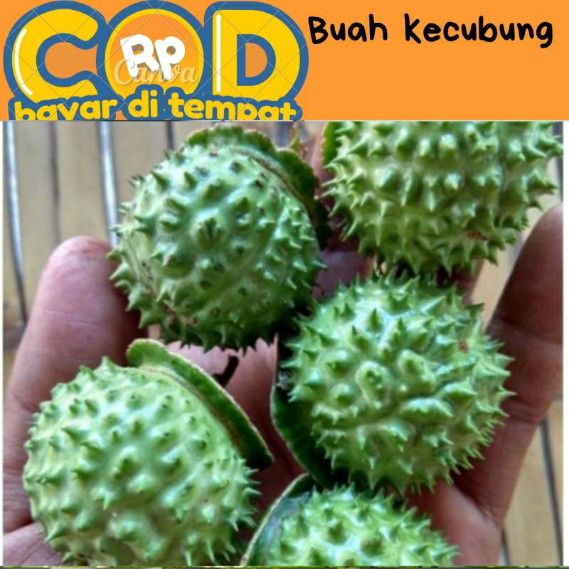 

buah kecubung segar di petik saat di pesan perbiji