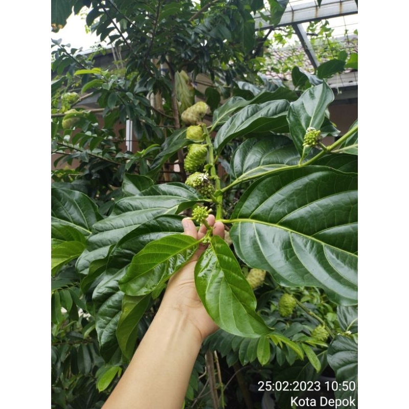 

Daun Mengkudu segar dan fresh
