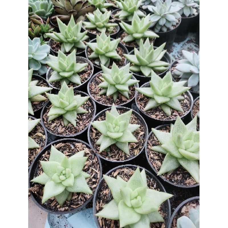 Sekulen agavoides Aquamarine
