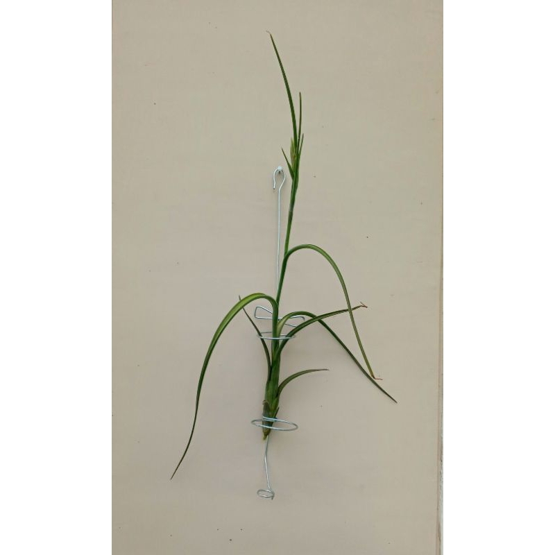 Tillandsia Intermedia