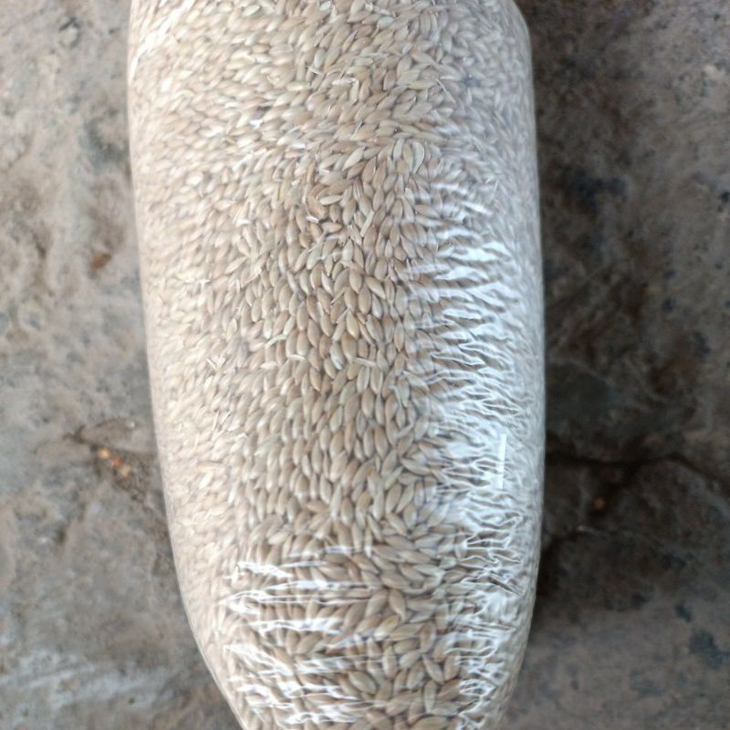 kenari seed vita super 1kg