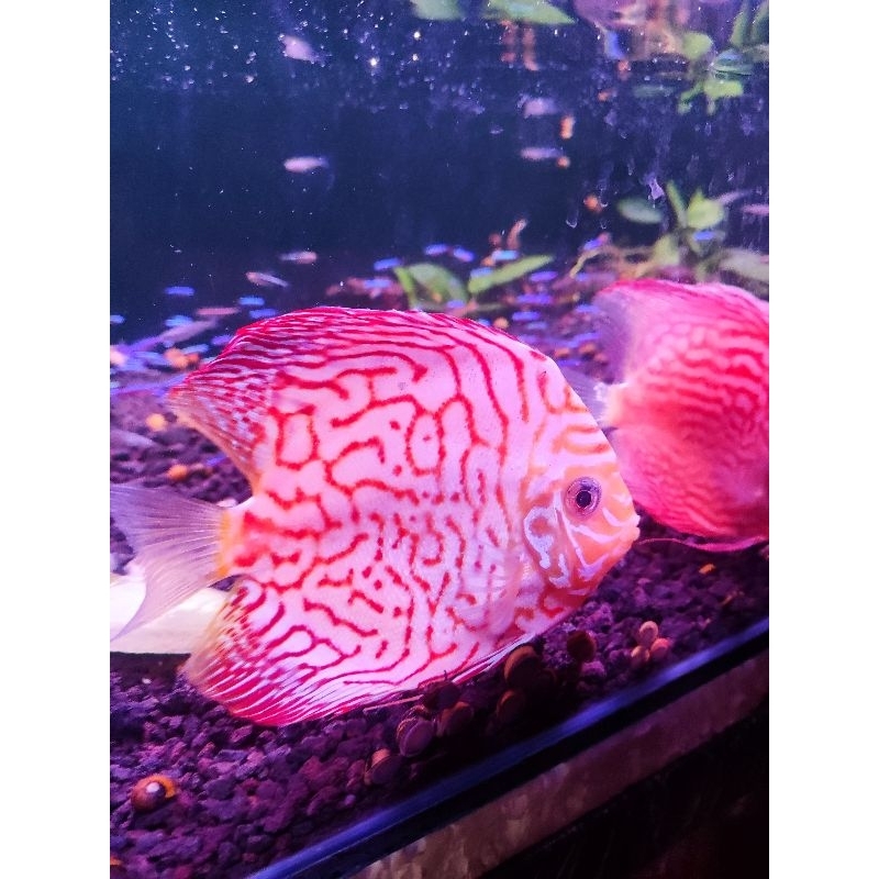 ikan discus 5 inch indukan / pigeon checkerboard / montana / discus patter jumbo