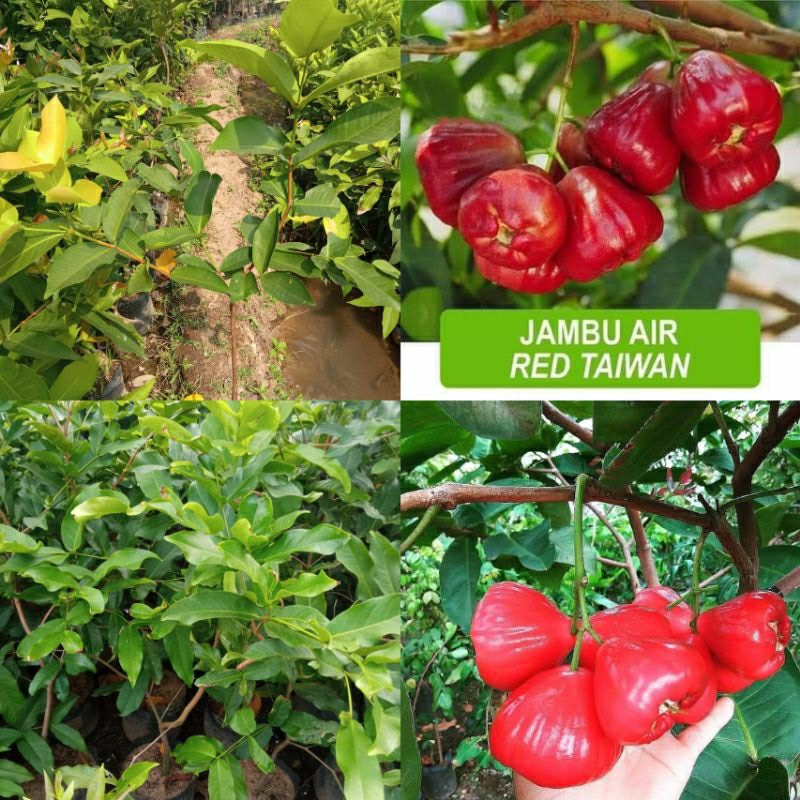 Bibit Tanaman Jambu Air Red Taiwan Tinggi 1 Meter Up Batang Besar Dan Rimbun Cepat Berbuah