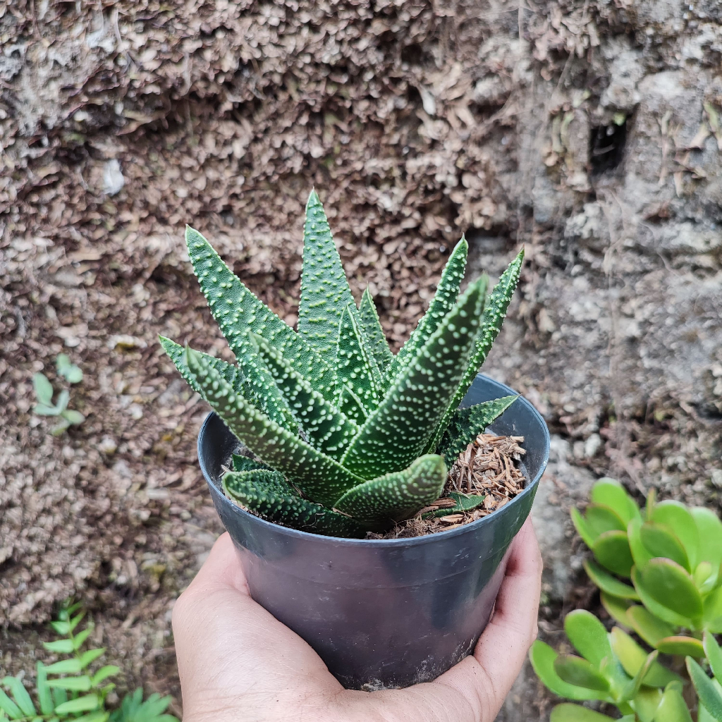 Gasteria 1 | DP 10 Cm | Gasteria