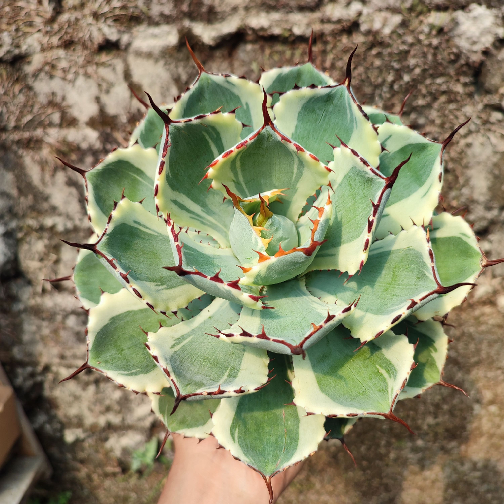 Agave Potatorum | DP 20 Cm | Agave