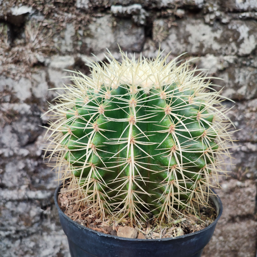 Echinocactus Grusoni Single (Golden Barrel) | DP 21 Cm | Kaktus