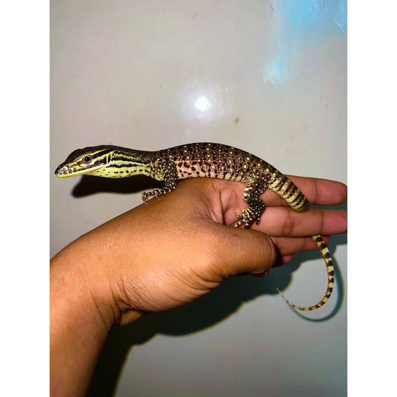 mainan varanus argus