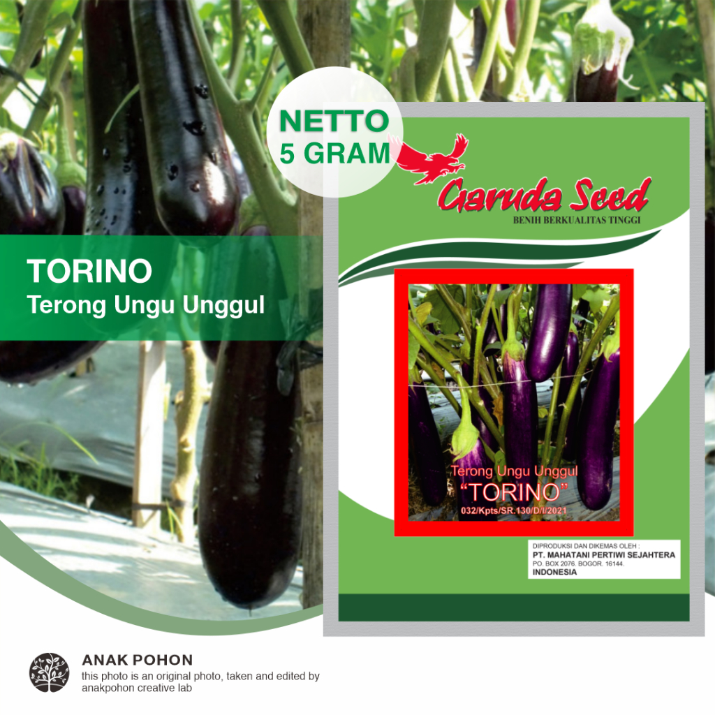 (1 PACK) Benih Terong Ungu Unggul TORINO Seeds - Garuda Seed - 5 GRAM