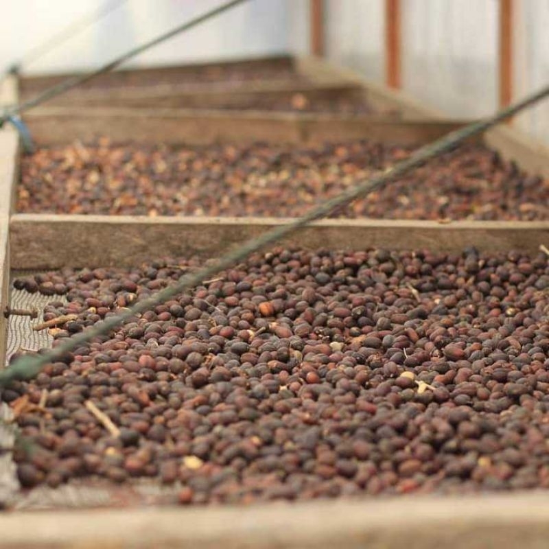 

kopi arabika orginal