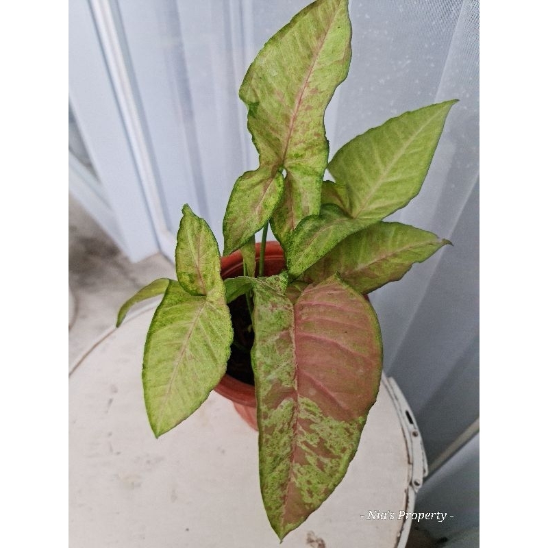 Syngonium Confetti Tricolor Singonium