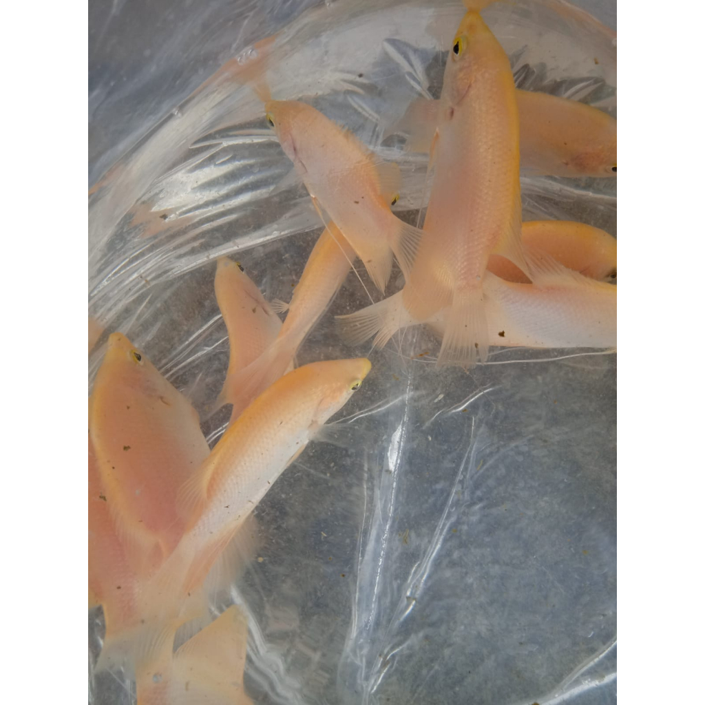 ikan hias gurame padang