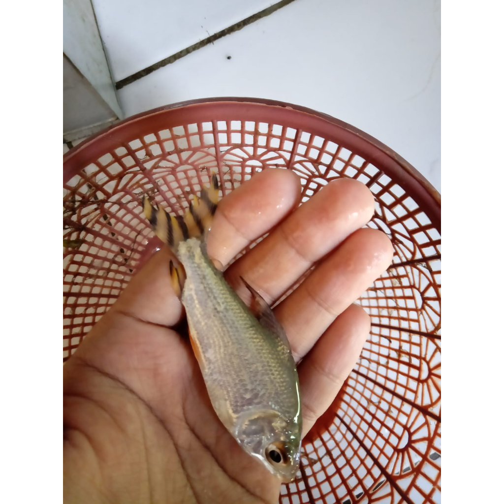 ikan hias yellow feifeng/ yellow fengfeng/ yff