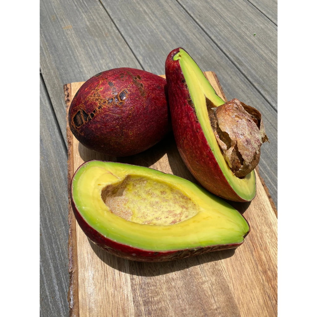 Bibit Alpukat Red Vietnam / Alpukat Merah Jumbo ( 1 meter RIMBUN )