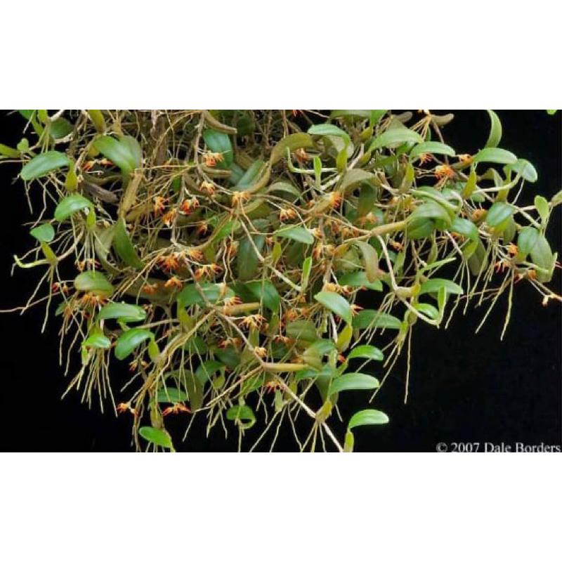 Anggrek Bulbophyllum Labuanum | Anggrek Bulbo Unik | Bulbo Murah
