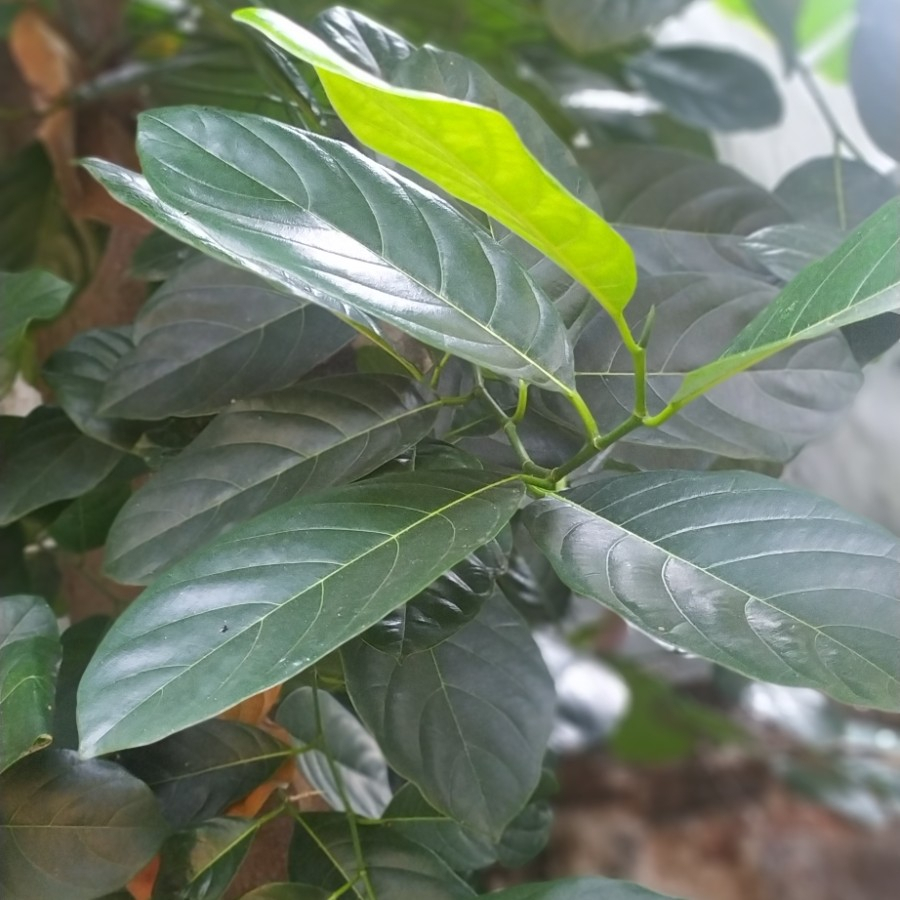 

DaUun nangka fRreash segarRTRR