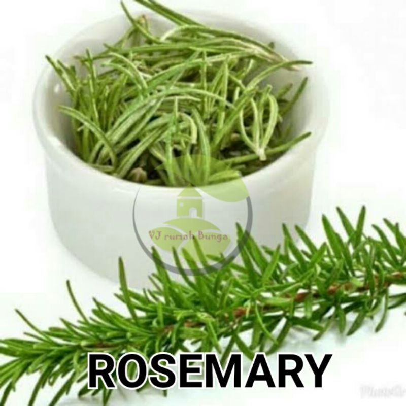 3biji - Benih bibit herbal rosemary herba rosemery