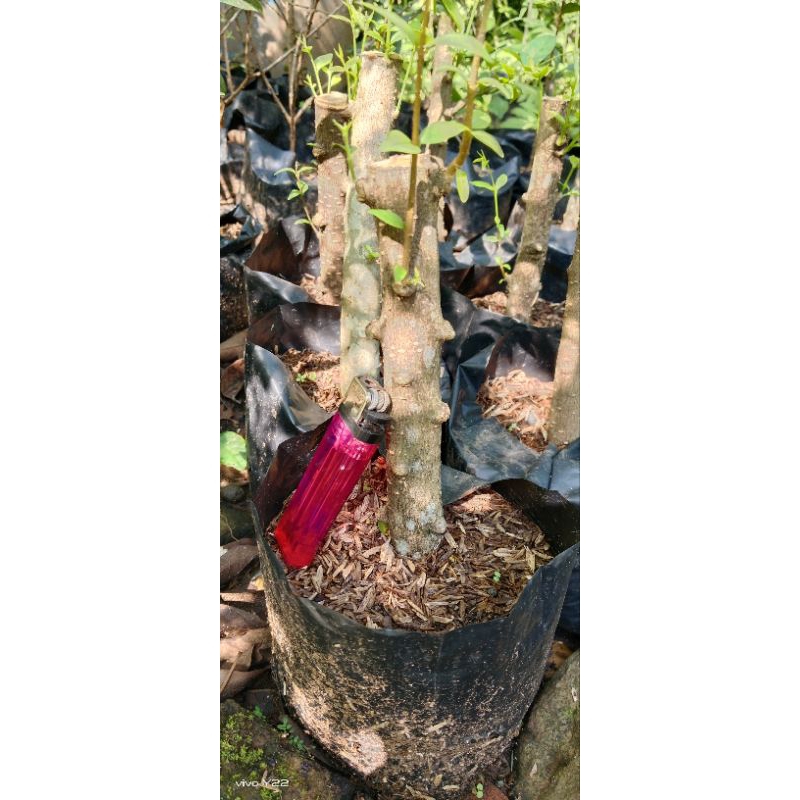 cangkokan anting putri