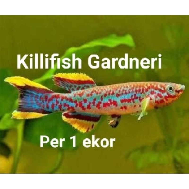 Gardneri killifish, per 1 ekor ikan hias air tawar aquarium aquascape