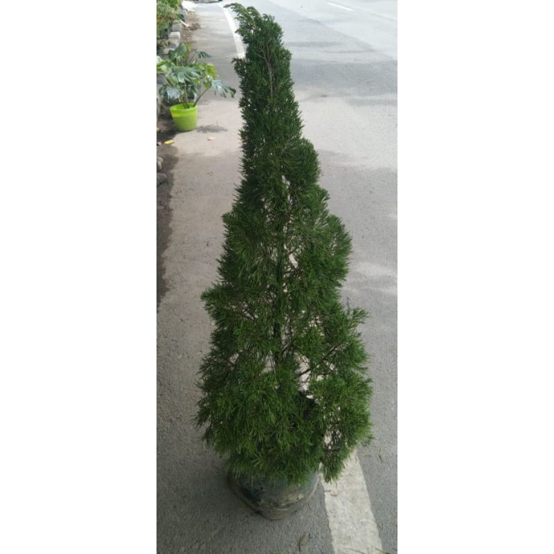 Cemara lilin/Cemara natal