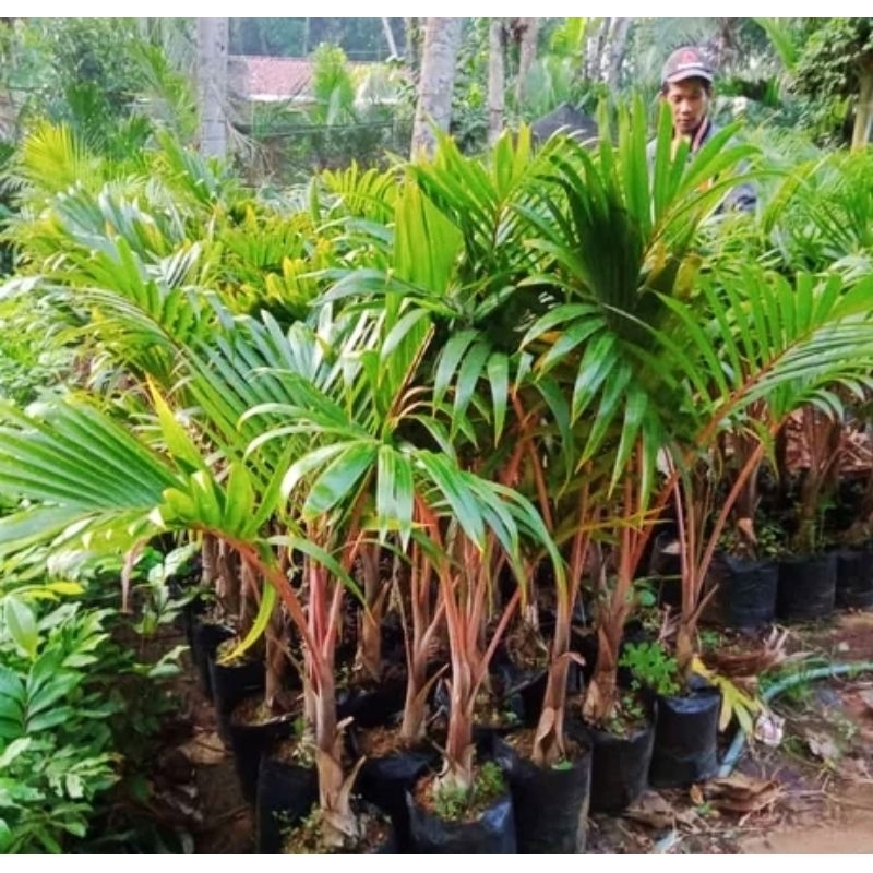 bibit palem merah/pohon palem merah/palm merah/palem botol