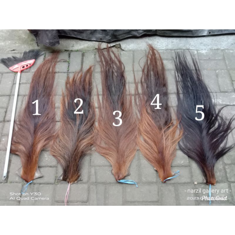 ekor kuda buntut jaran super