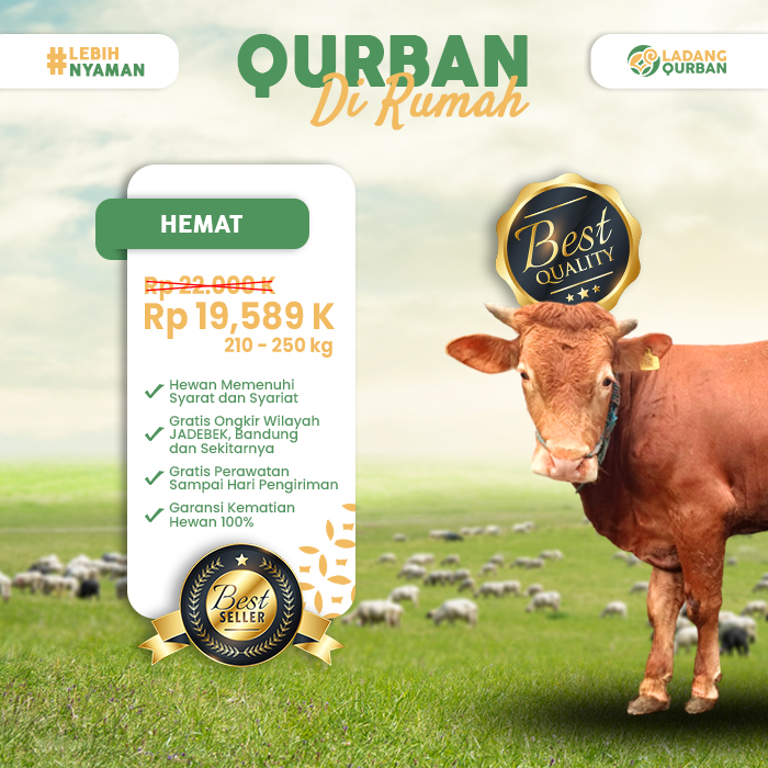 Hewan Qurban Sapi Kurban Hidup Super 210KG - 250KG Gratis Ongkir JABODETABEK